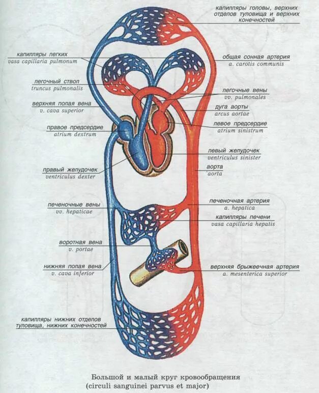 Кровь течет по трем кругам кровообращения. Большой и малый круг кровообращения артерии и вены. Основные артерии и вены большого и малого кругов кровообращения. Вены малого круга кровообращения схема. Нижняя полая Вена малый круг кровообращения.