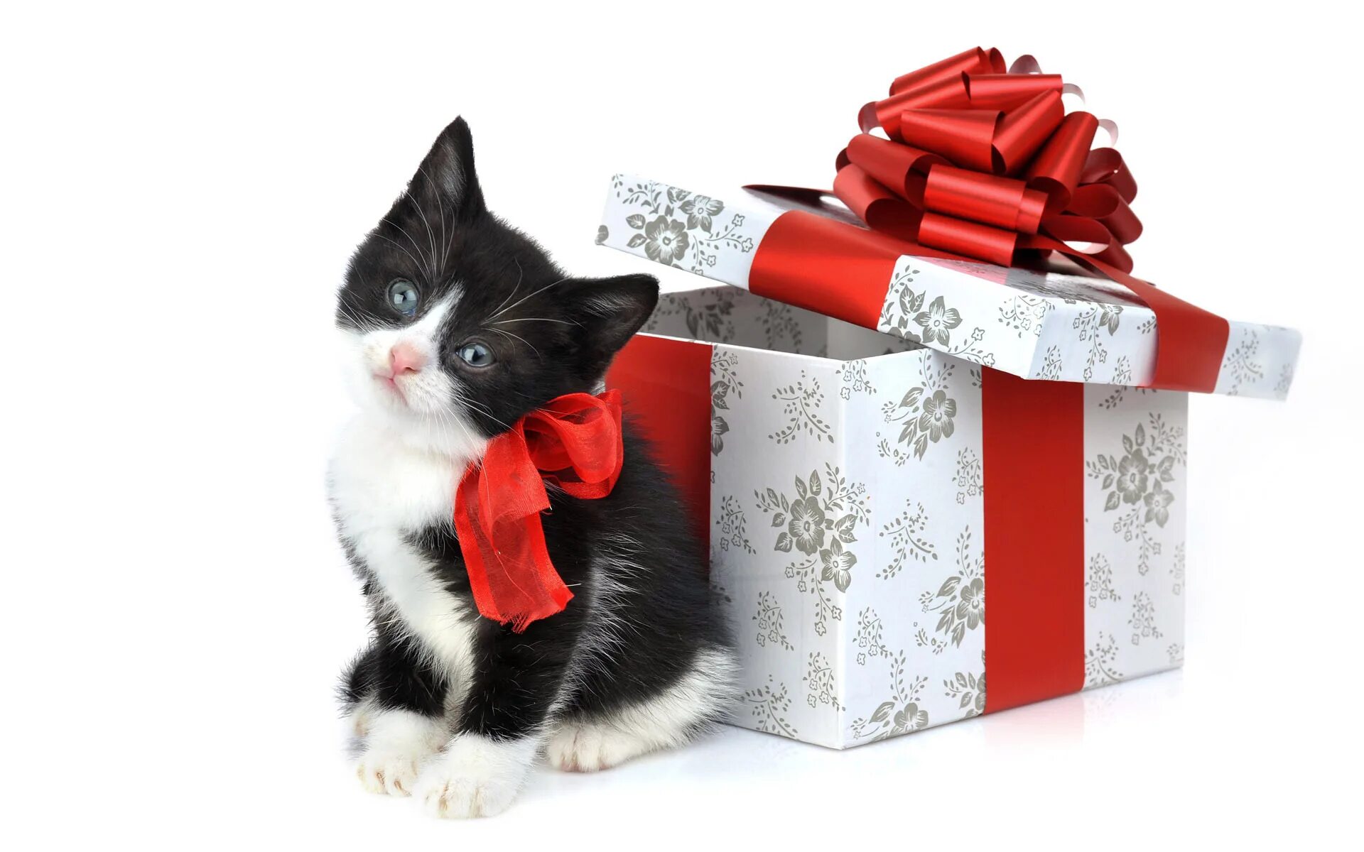 Рожденный год кота. Кот с подарком. Кот дарит подарок. Котенок с бантиком подарок. Подарок для кошки.