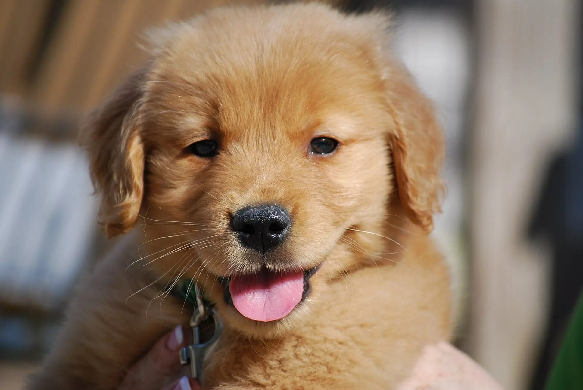 Золотистый улыбающийся пес. Красивые собаки. Маленькие добрые собаки. Улыбка собаки. Милые песики.