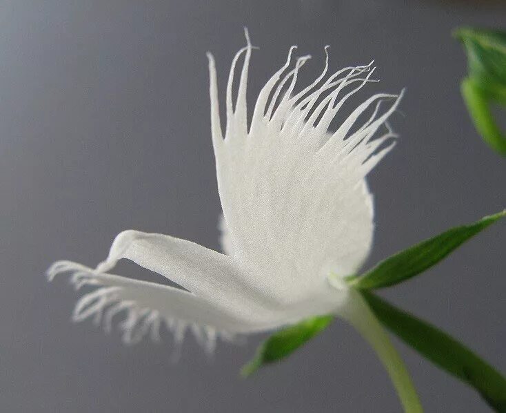 Жизнь похож на цветок. Хабенария Радиата белая цапля. Habenaria Radiata. Орхидея «большая белая цапля» (Habenaria Radiata). Орхидея хабенария Радиата. Хабенария Радиата (Орхидея белая цапля или поводник Лучистый).