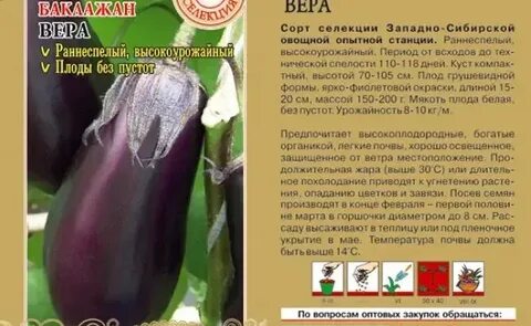 Баклажан андрюша описание