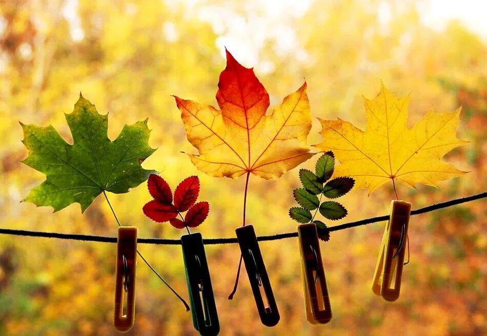 поздравления с наступлением осени. хмурое осеннее утро. фото с 1 днем осени. осень. краски осени.