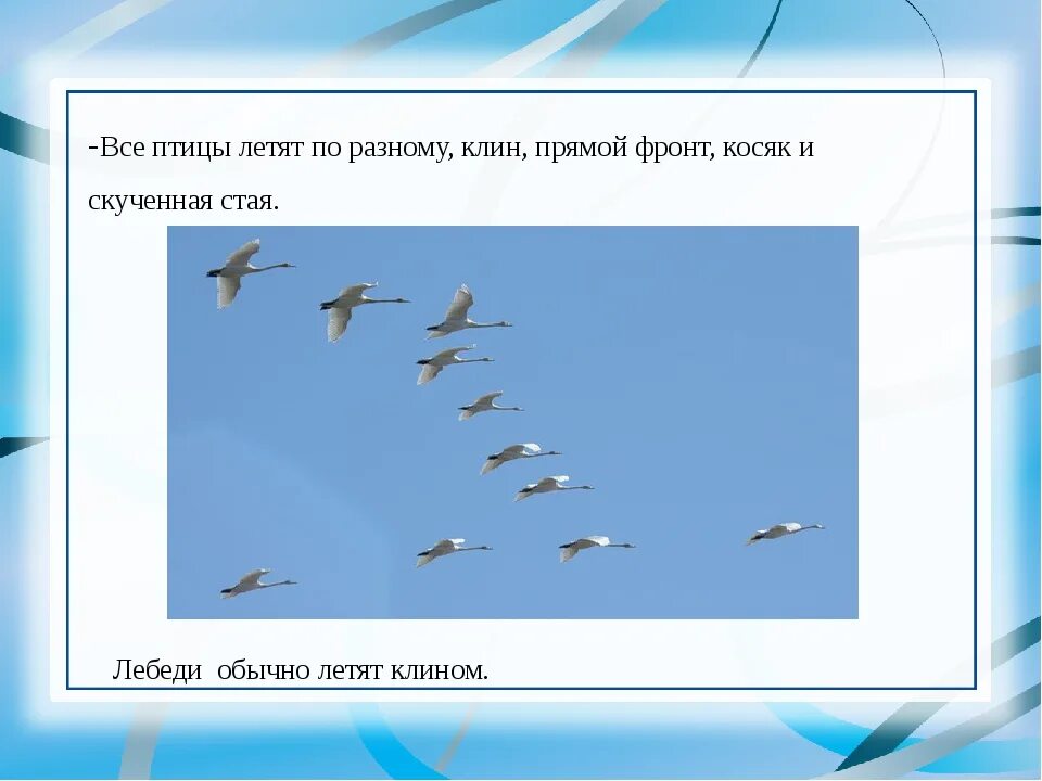 Птицы улетают косяком. Перелетные птицы летающие. Птицы летят клином. Как летают перелетные птицы. Летел высоко составить предложение