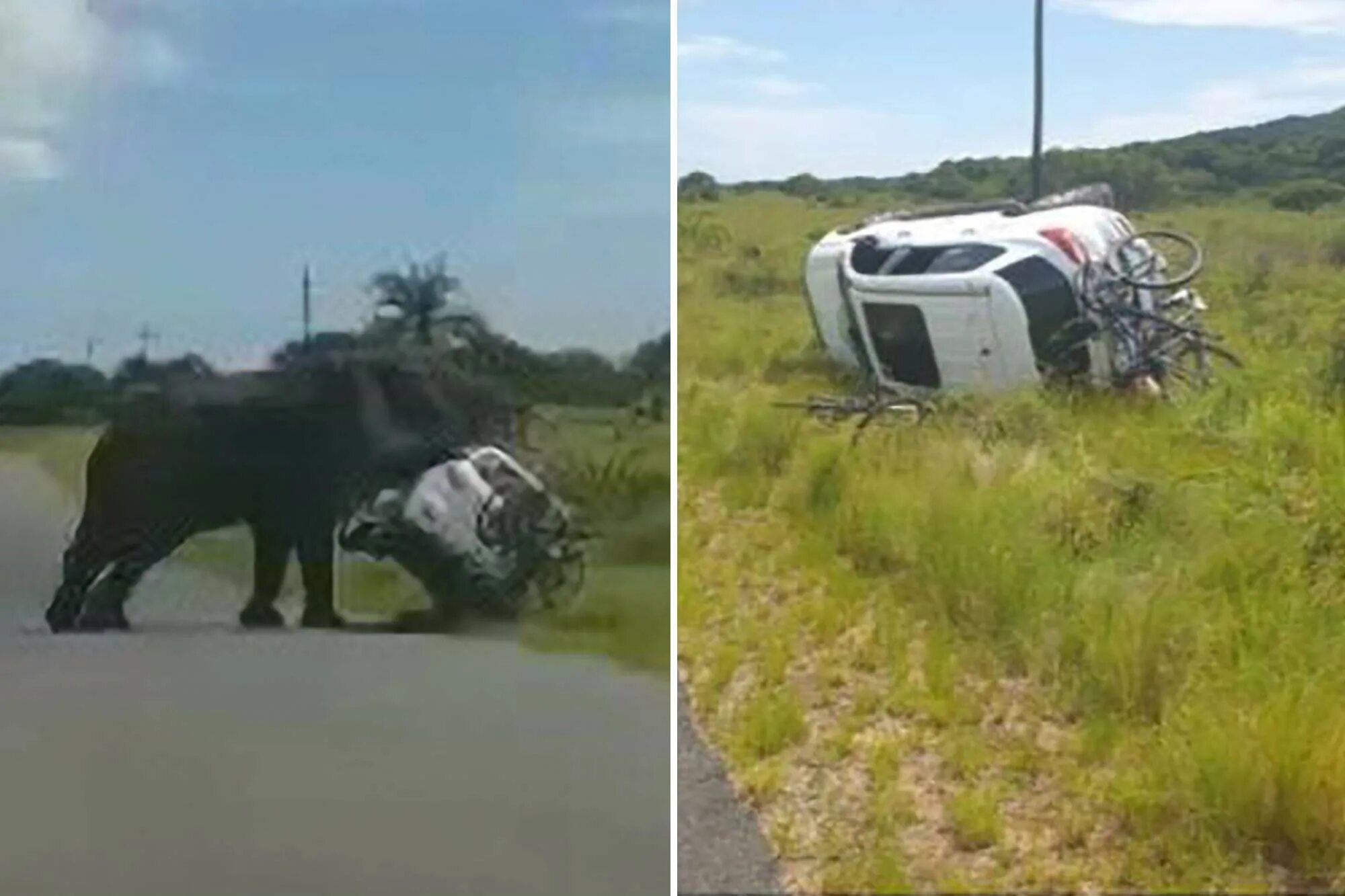 Нападения на туристов. Слон перевернул машину. Слоны нападают на машины. Машины в Африке.