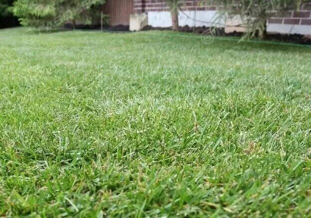 26 Best Free Grass Textures