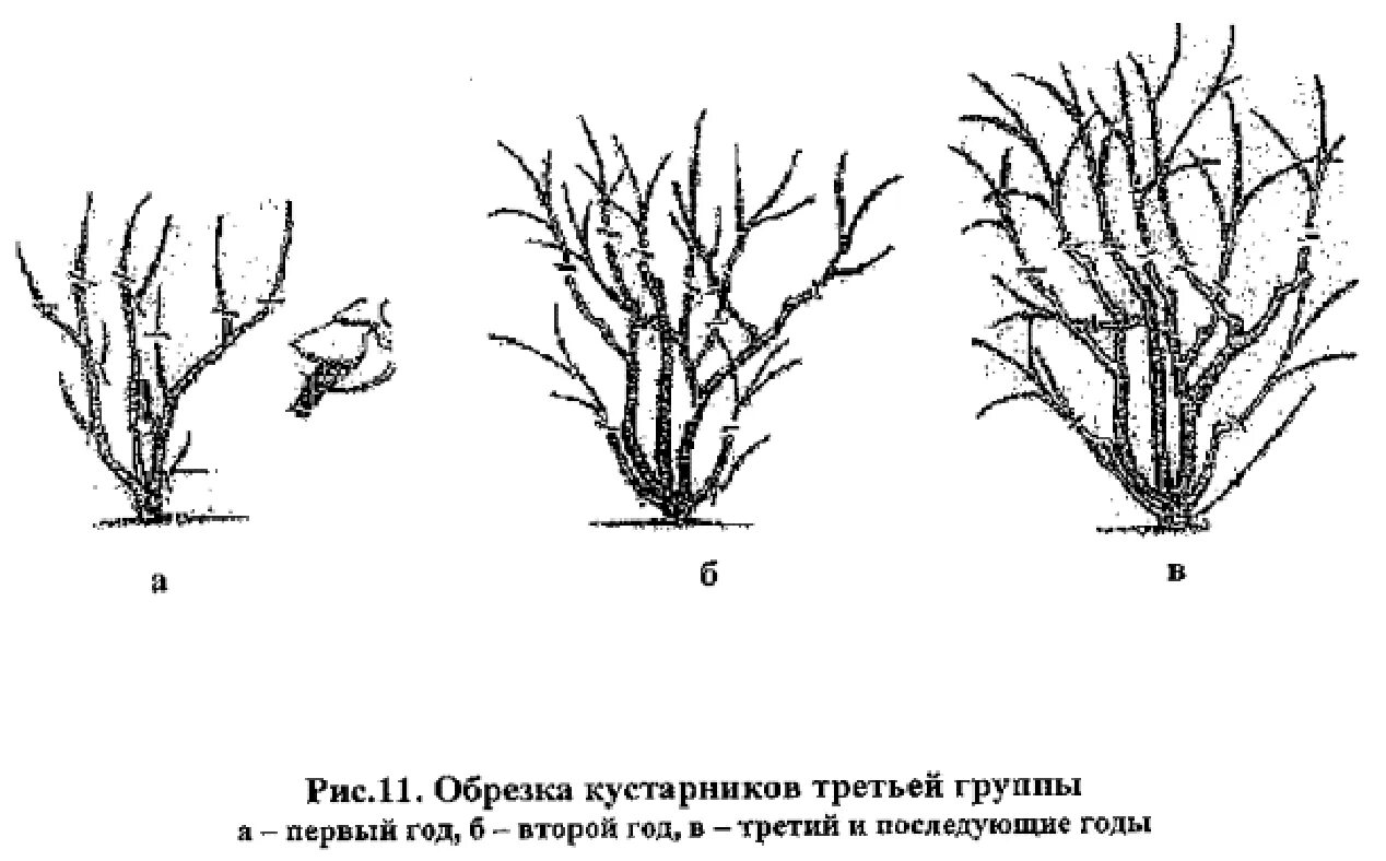 Подрезанных кустов