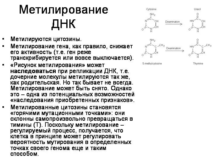 Задачи по молекулярной биологии. Определите количество цитозина в днк. Определите количество цитозина в днк. 3 водородные связи между гуанином и цитозином. Определите количество цитозина в днк.
