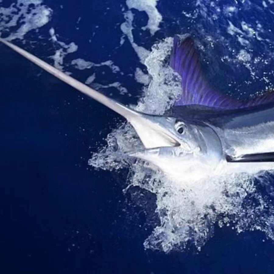 Marlin h. Marlin h