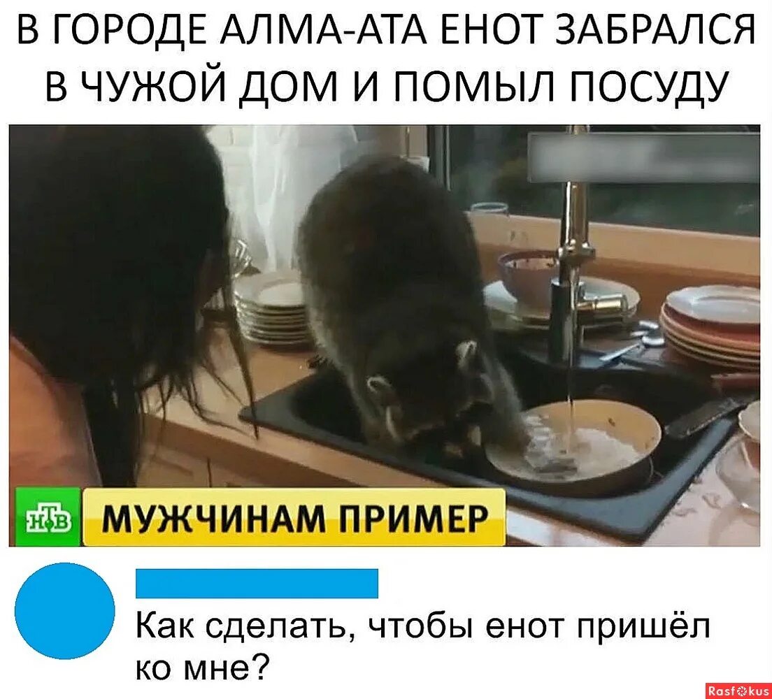 Мытьё миски. Енот убирается. Енот на кухне. Примета не мыть посуду в гостях. Енот полоскун моет посуду.