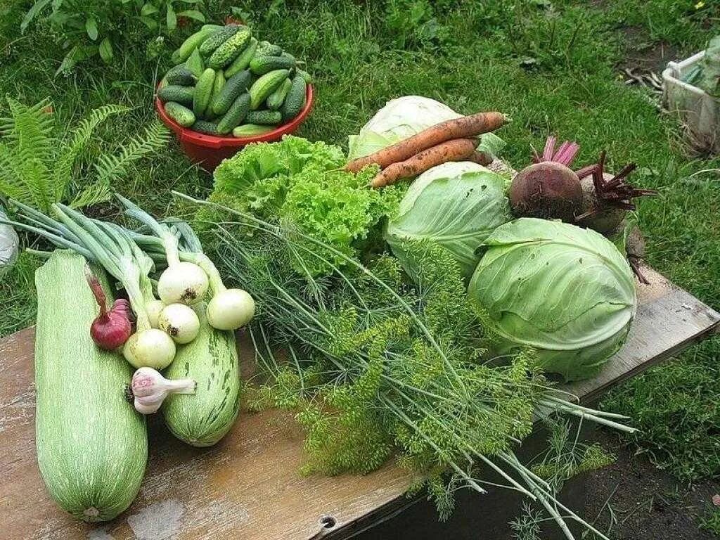 Урожай значение