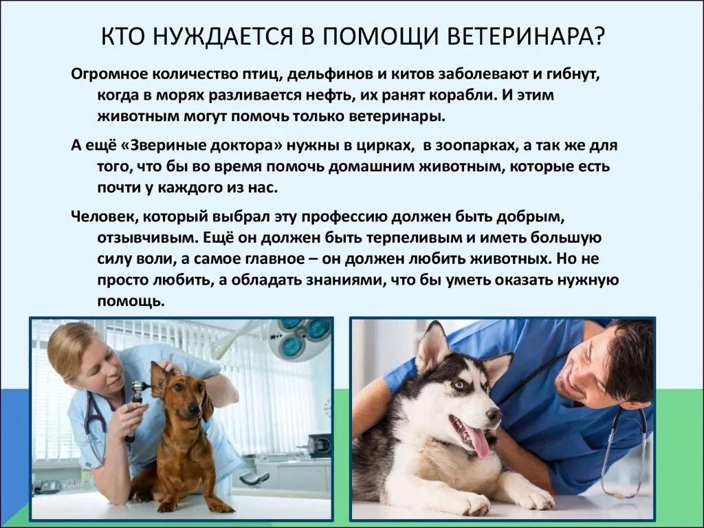 Профессия ветеринар. Доклад о профессии ветеринар. Моя будущая профессия ветеринар. Профессия ветеринар для детей.