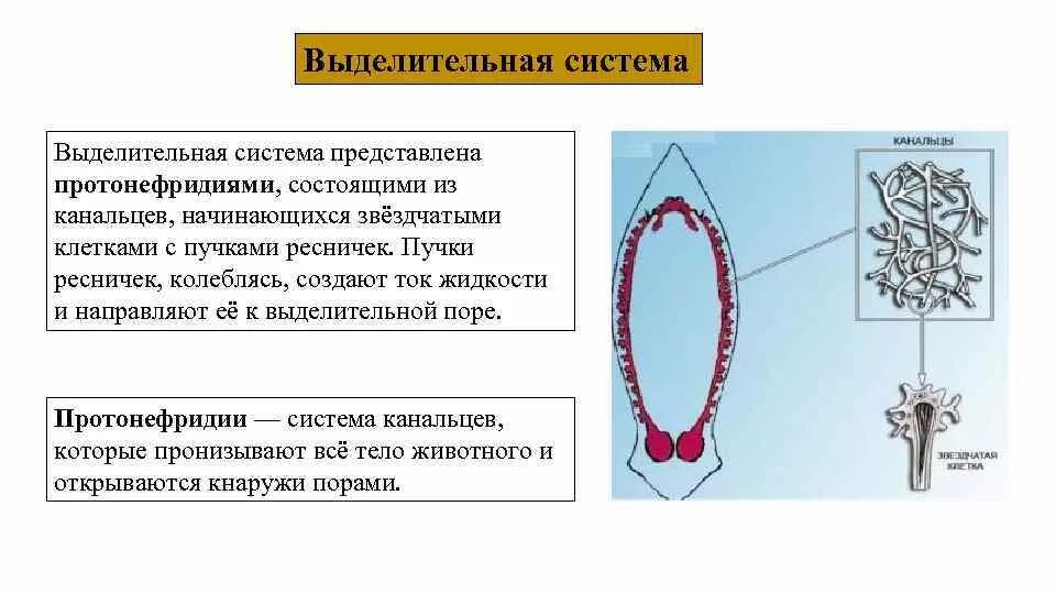 Протонефридии у плоских червей. Тип выделительной системы у плоских червей. Выделительная система представлена протонефридии. Выделительные трубочки протонефридии. Звездчатые клетки черви