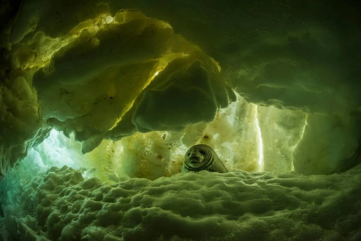 Река подо льдом. Пол никлен фотограф. Поль никлен «полярная одержимость». Весенние ручьи. Жизнь подо льдом.