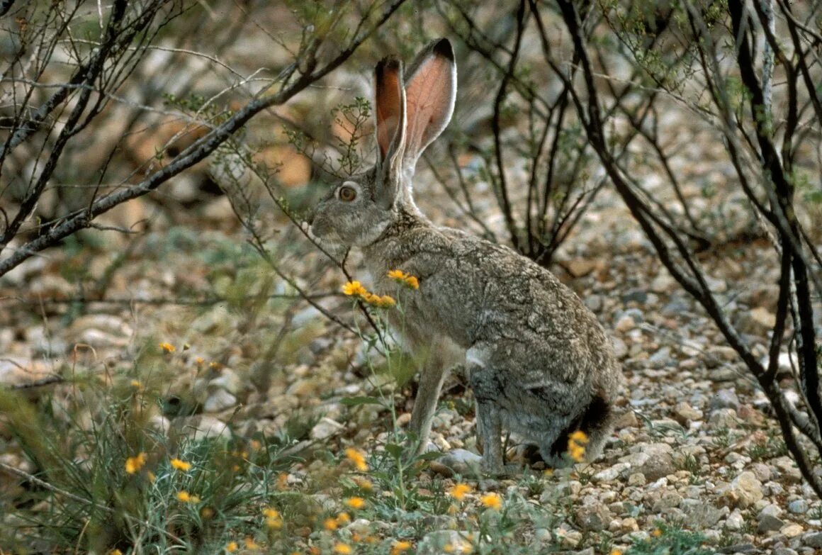 Айдахский кролик пигмей. Зайцах обитающих в лесу. Зайцах обитающих в лесу. Зайцах обитающих в лесу. Заяц беляк летом в лесу.