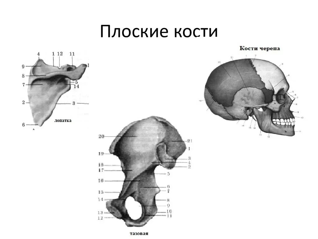 Строение плоских костей анатомия. Схема строения плоской кости. Плоские кости черепа человека. Плоский.