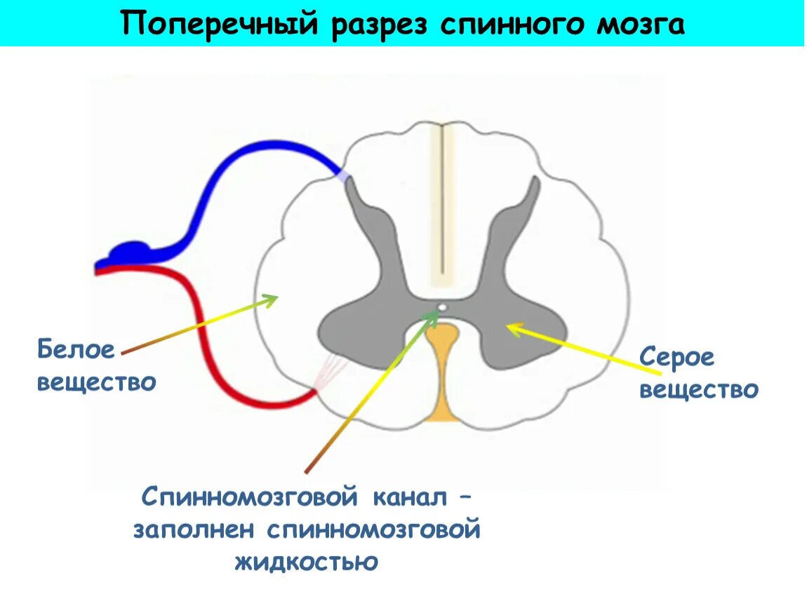 Строение мозга серое и белое вещество. Серое и белое вещество спинного мозга. Функции серого и белого вещества спинного мозга кратко. Спинной мозг состоит из белого и серого вещества. Белое вещество спинного мозга анатомия.