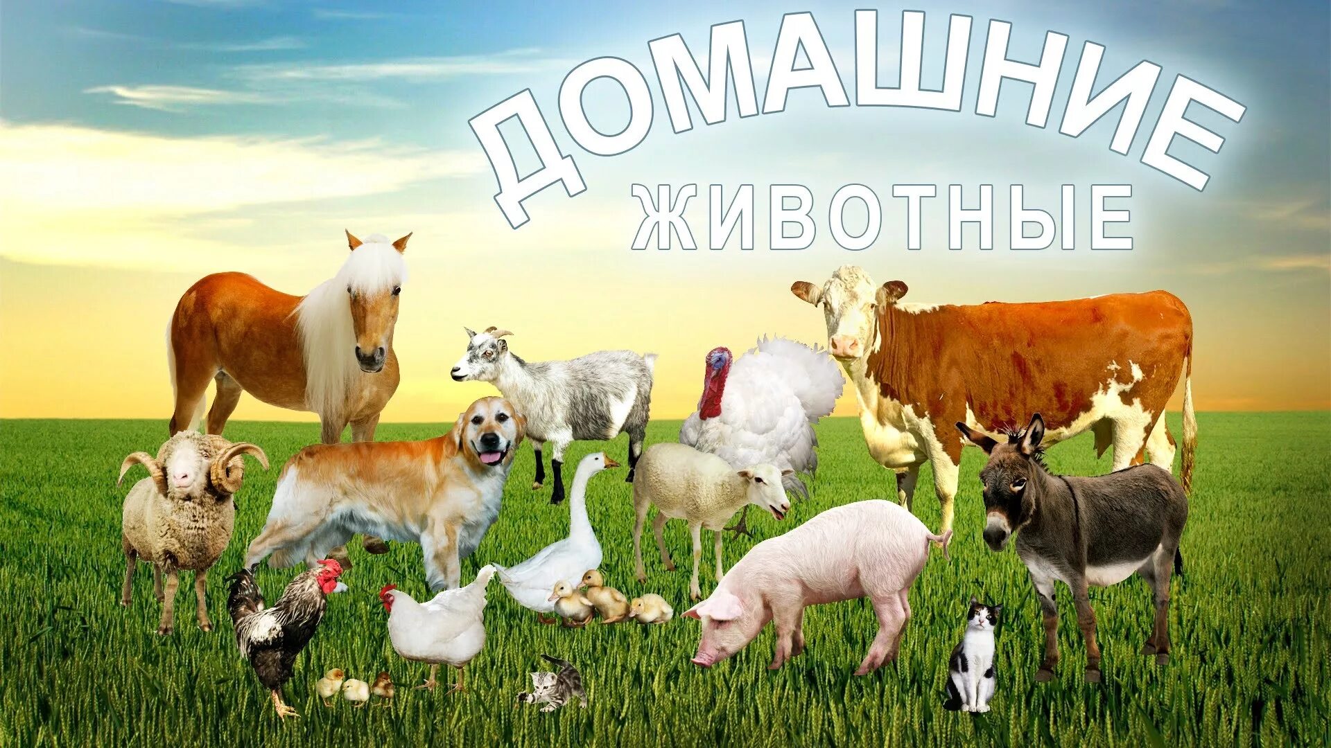 домашние животные для детей. домашние животные звуки видео. домашние животные иллюстрации. изучаем звуки животных для самых маленьких. изучаем звуки животных для самых маленьких.