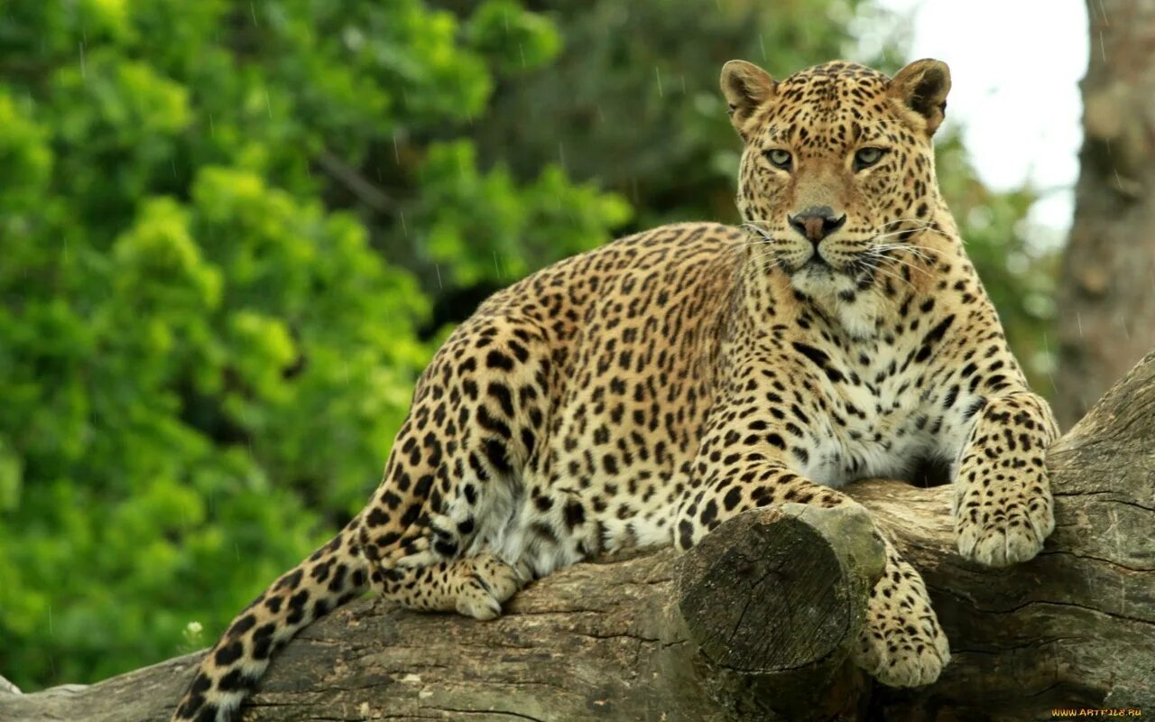 Ловкие хищники. Цейлонский леопард. Леопард фото. Panthera pardus Linnaeus. Самый ловкий хищник.