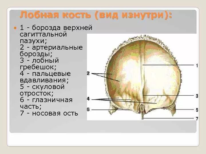 Лобная кость строение. Лобная кость вид снизу. Лобная кость чешуя. Анатомия лобной кости черепа.