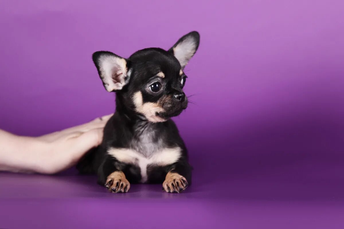 чихуахуа мини спб.