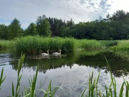Река 54