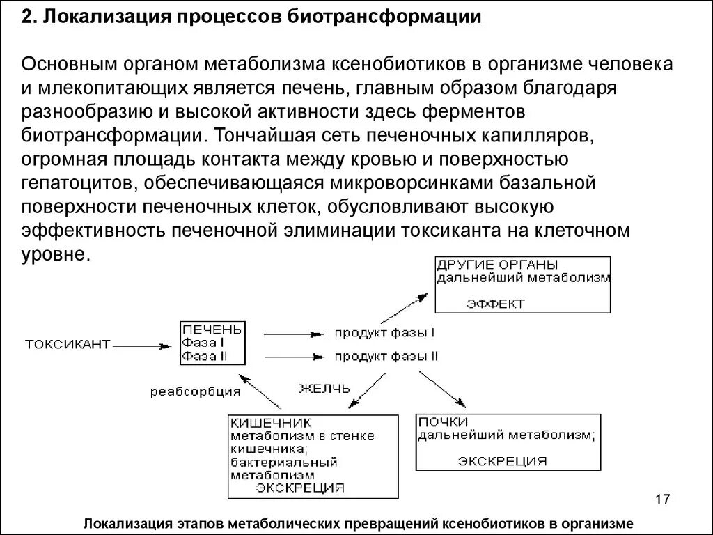 Ксенобиотики в организме. Биотрансформация ксенобиотиков в печени фазы. Биотрансформация ксенобиотиков фазы. Метаболизмы лекарственных средств реакции биотрансформации. К реакциям 1 фазы биотрансформации ксенобиотиков.