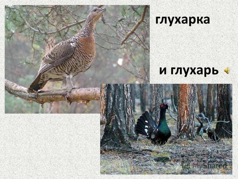 Сколько весит глухарь. Тетерев глухарь косач. глухарка и тетерка. глухарь и глухарка. тетерев и глухарь отличия.