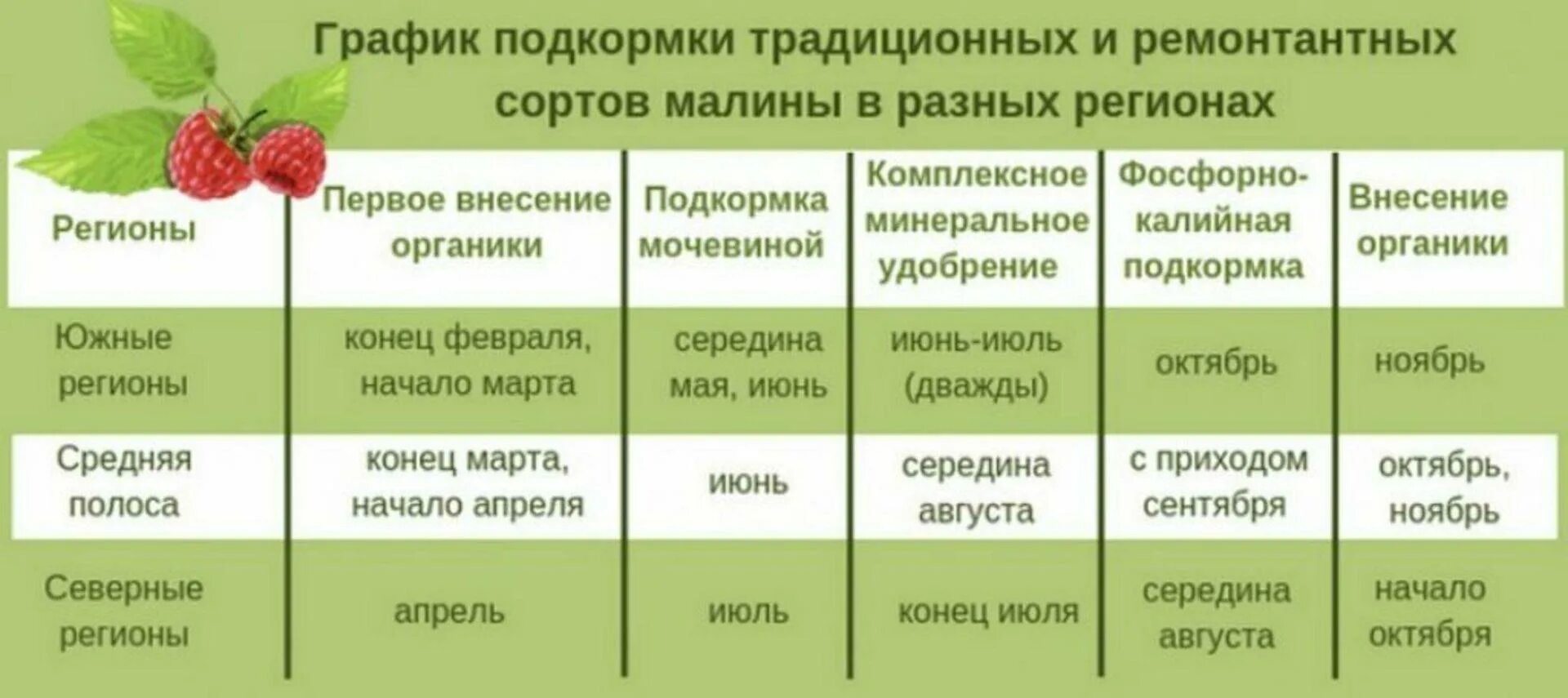 Как часто можно вносить. Схемы подкормка ремонтантной малины. Схема подкормки малины. График удобрения ремонтантной малины. Схема удобрения ремонтантной малины.