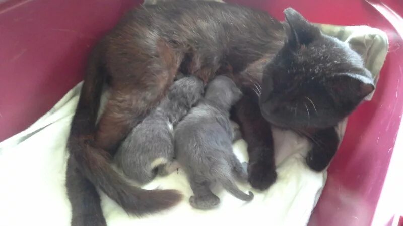 Через сколько кормить кошку после родов. Новорожденные котята. Кормящая кошка. Бездомные Новорожденные котята. Серая кошка с новорожденными котятами.