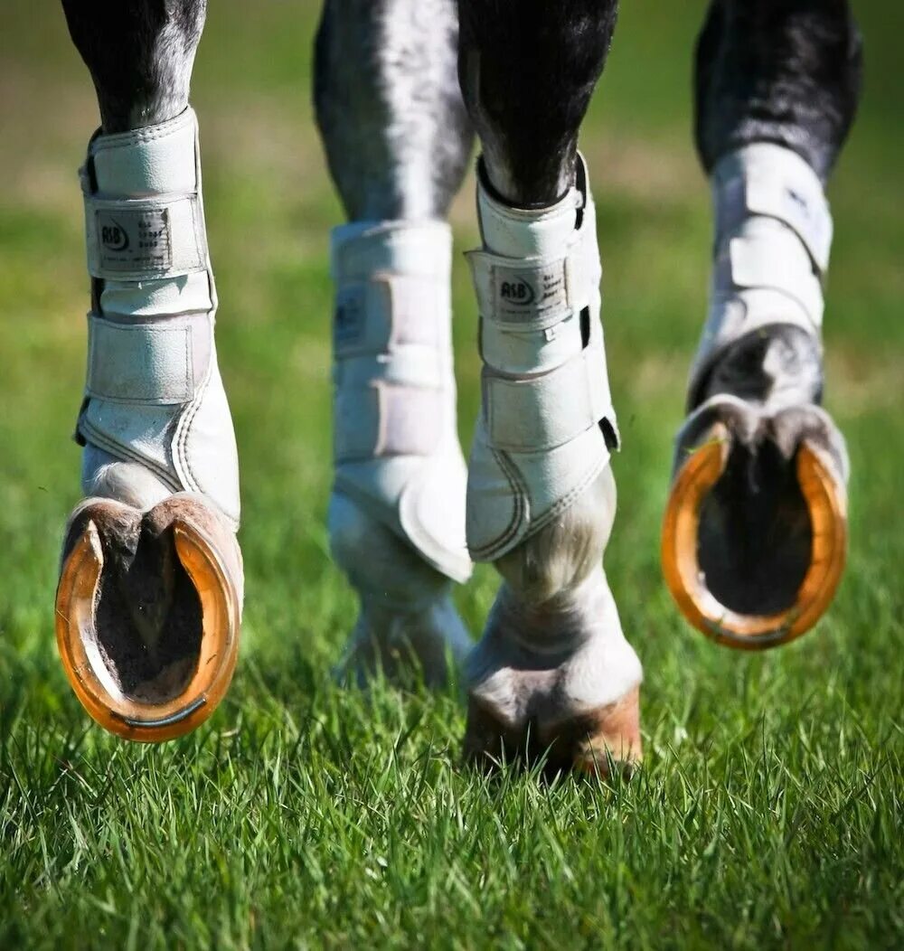 Страшная обувь. The megasus horserunners horse sneakers. Ортопедические подковы для лошадей. Horse shoes. Hoof shoes.