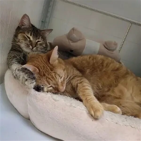Котокафе котиссимо новая басманная. Котокафе котиссимо новая басманная