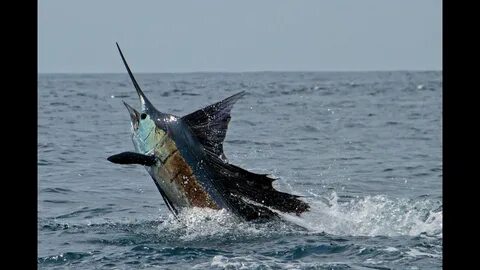 Black marlin