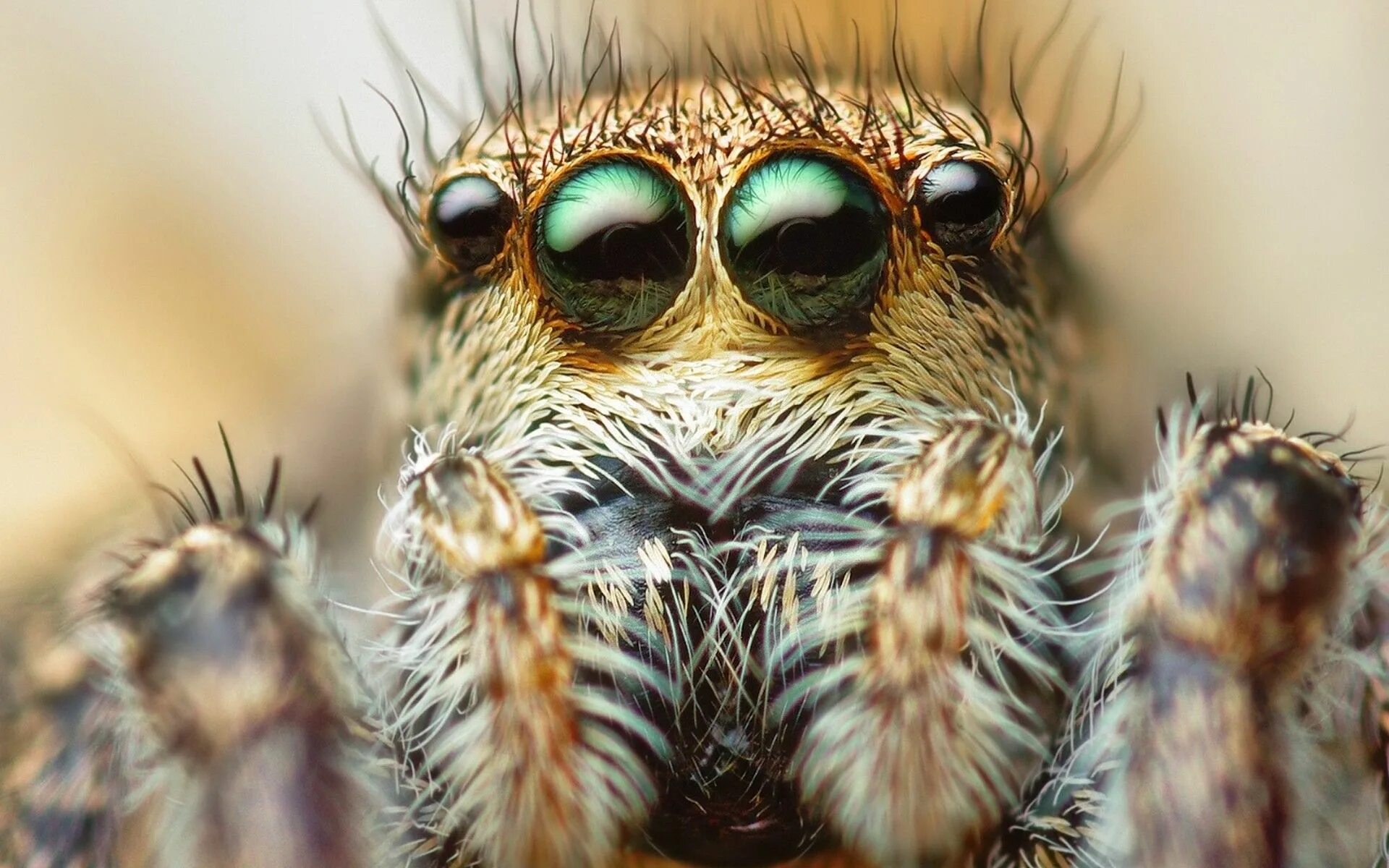 Spider with Detailed Eyes and Head