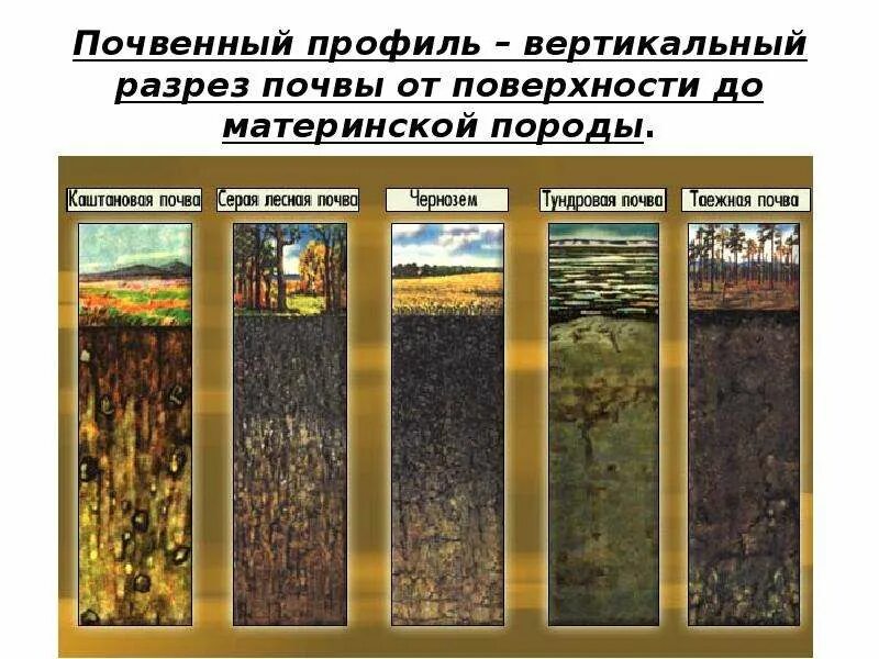 Чем объясняется разнообразие почв. Чем объясняется разнообразие почв