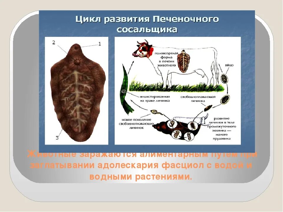 Развитие червей сосальщиков. Цикл развития фасциолы гепатика. Цикл развития печеночного сосальщика. Фасциола жизненный цикл. Фасциола печеночная цикл развития.