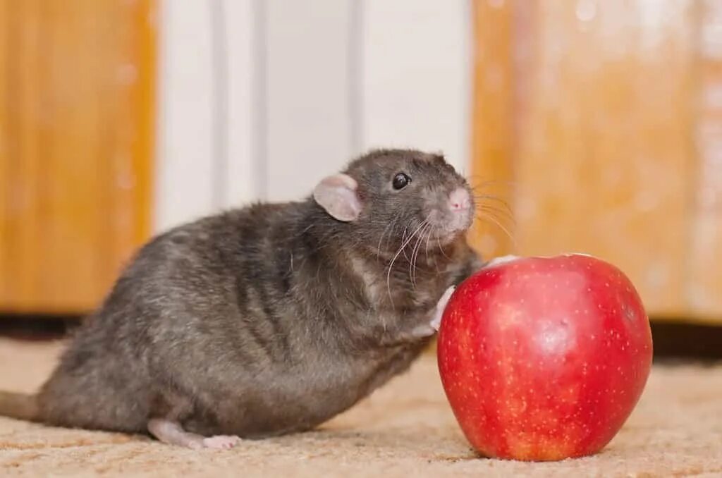 Крысам можно яблоки