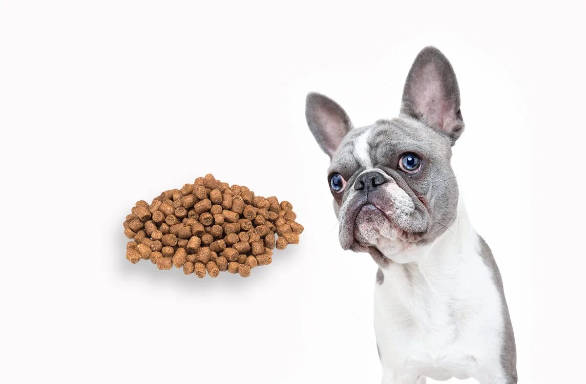 Еда для животных. Корм для собак. Собака кушает. Корм для собак. Кокер спаниель шоколадный.