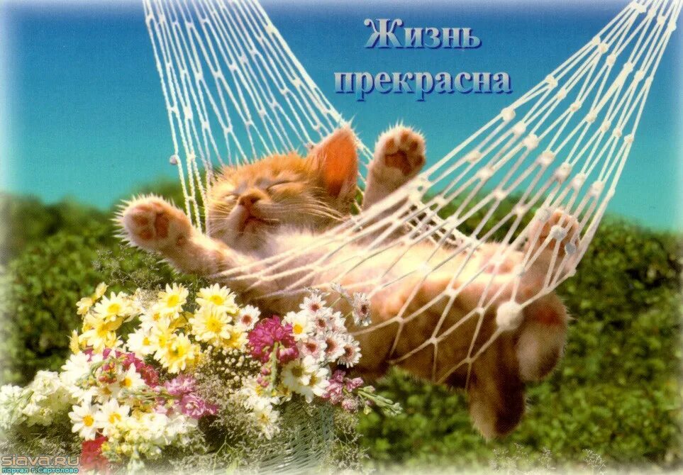 Читать блогера эх жизнь прекрасна и удивительна. Жизнь прекрасна. открытки жизнь прекрасна. кот отдыхает в гамаке. солнечных выходных и отличного настроения.