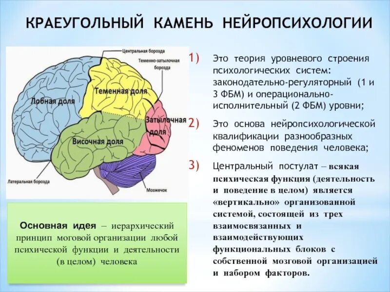 Мозговая организация ВПФ. Мозговая локализация высших психических функций. Локализация психических функций в головном мозге. Факторы в нейропсихологии.