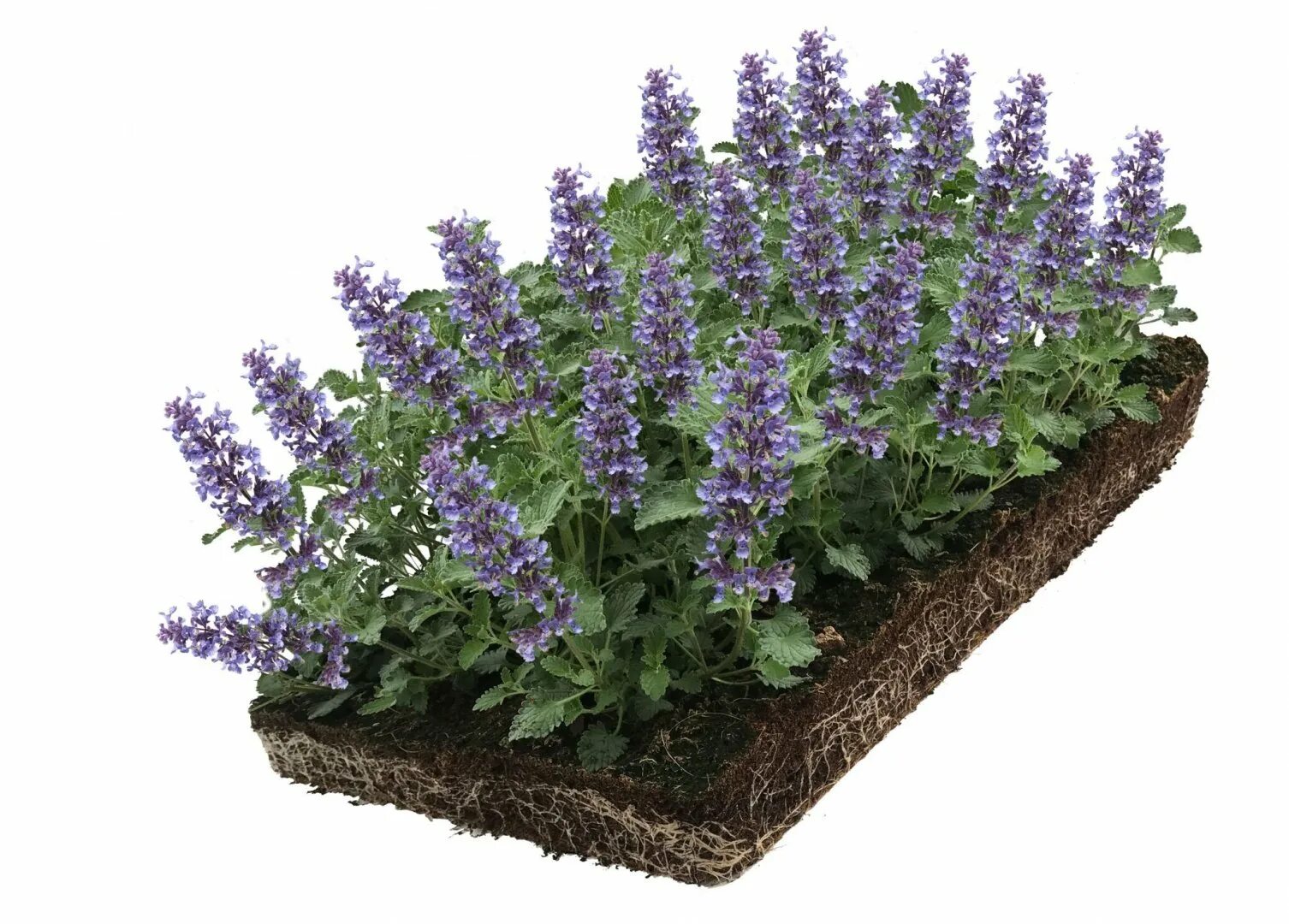 Котовник фассена nepeta. Котовник фассена (nepeta faassenii). котовник фассена (nepeta faassenii `blue wonder`). котовник фассена (nepeta faassenii `dropmore`). котовник фассена уолкерс лоу.