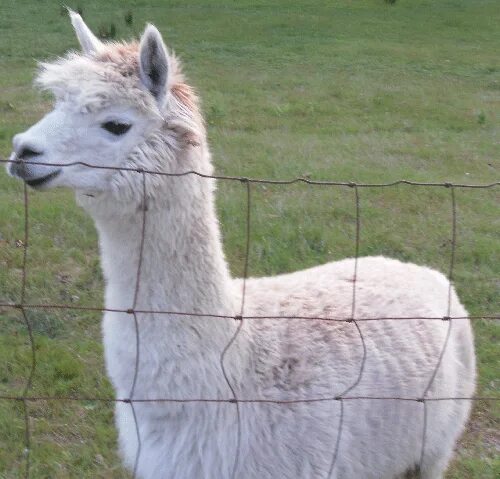 Альпака, вид ламы. Лама гуанако. Гончок лама. Лама альпака викунья гуанако отличия. Лама животное.
