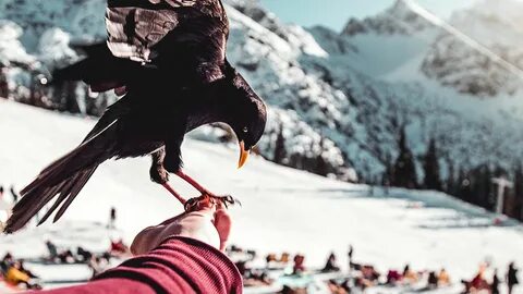 Птица в руках легаси
