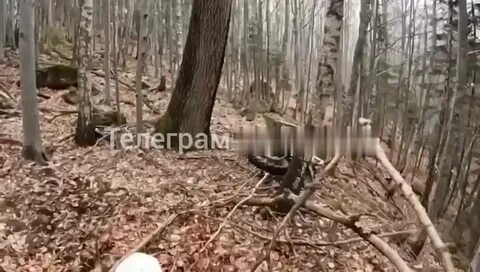 Напали в лесу