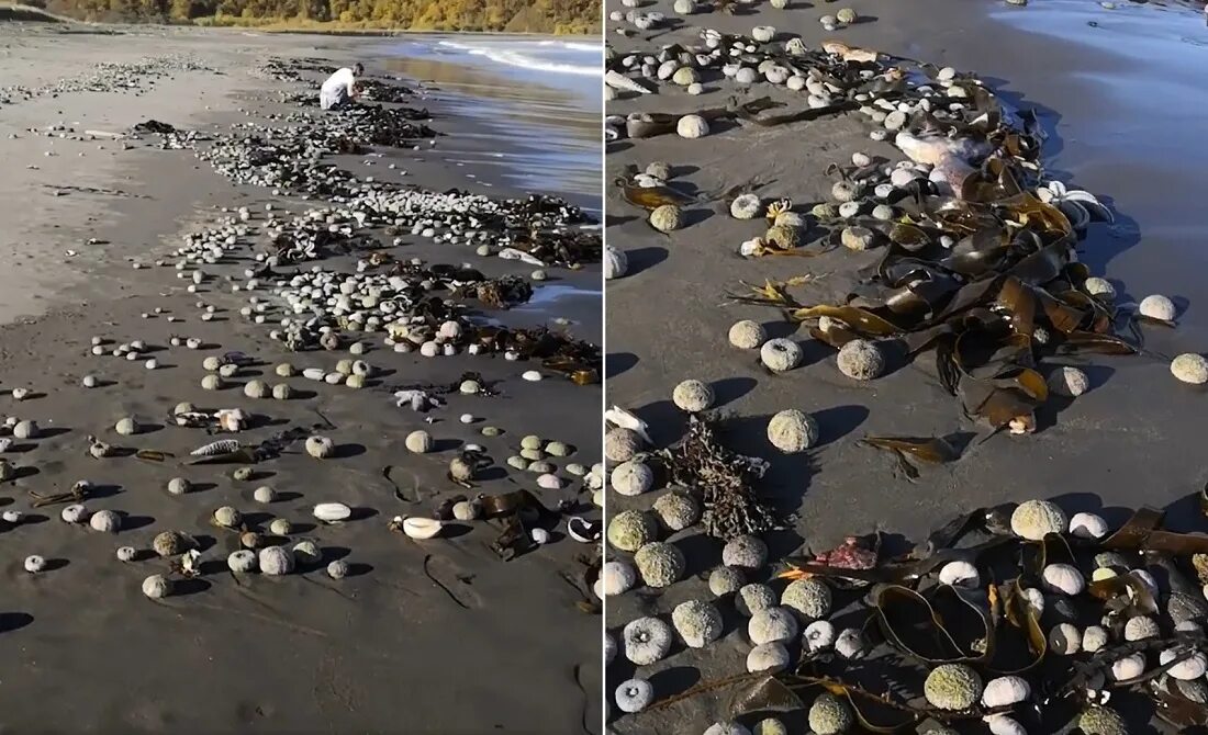 В воде гибнут. Экологическая катастрофа на Камчатке. Массовая гибель морских животных на Камчатке. Экологическая катастрофа на Камчатке 2020. Бухта Авачинская Камчатка экологическая катастрофа.