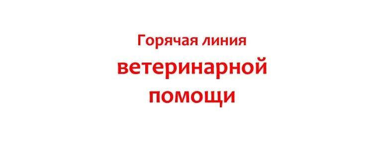 Номер телефона ветеринарной службы. Горячая линия ветеринарной помощи. Горячая линия ветеринар. Номер горячей линии ветеринарной службы.