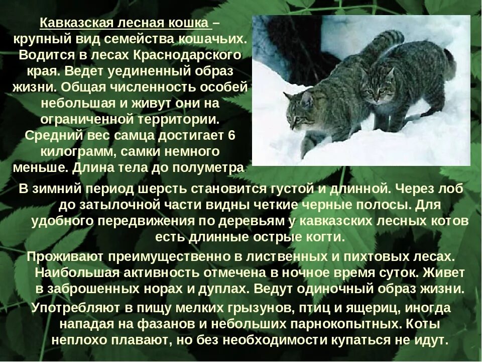 Сообщение о животном краснодарского края. Кавказский лесной кот красная книга краснодарского. животные краснодарского края лесной кот. лесной кот краснодарского края описание. краткое описание лесного кота.