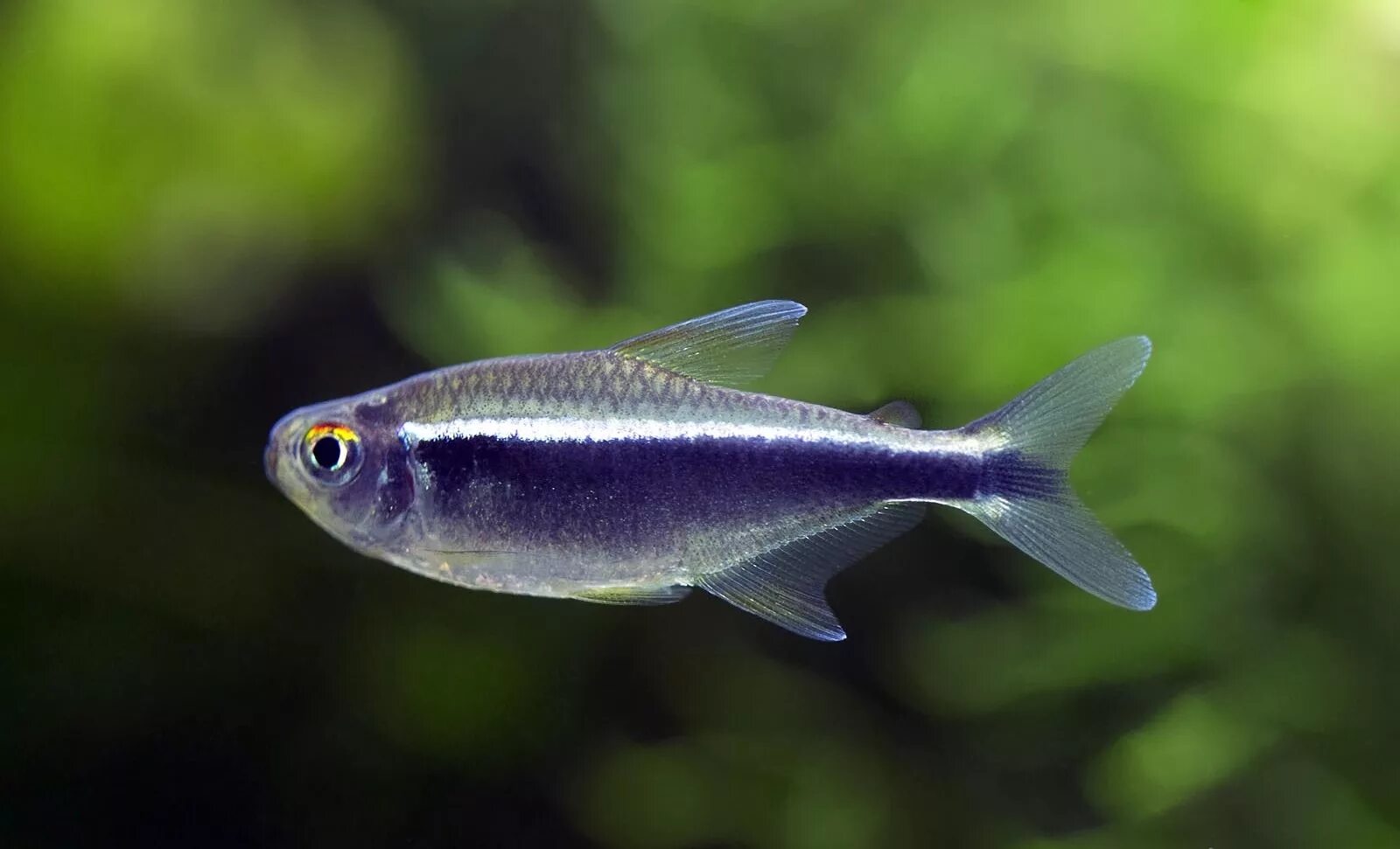 Неон черный рыбка аквариумная. Hyphessobrycon herbertaxelrodi. Неон золотой аквариумная рыбка. Аквариумная рыбка неончик.