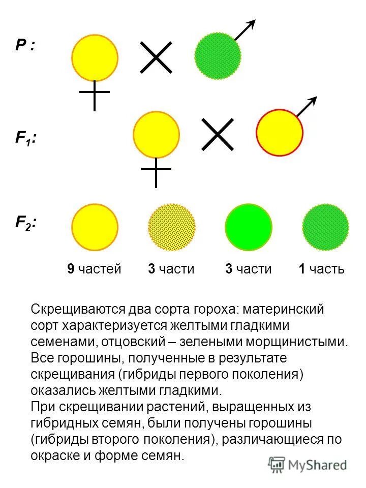 Желтый гладкий горох скрестили. Горох зелёный морщинистый скрещивается с жёлтым гладким. При скрещивании желтого гладкого и зеленого морщинистого. Скрещивание желтой гладкой зеленый морщинистый. Скрещивание двух жёлтых Горохов.