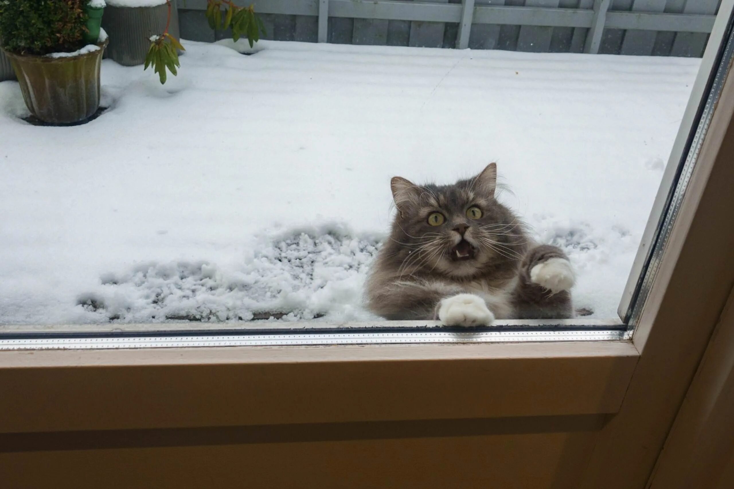 Кот замерз. Кот на окне. Кот на балконе. Кот мерзнет снег.