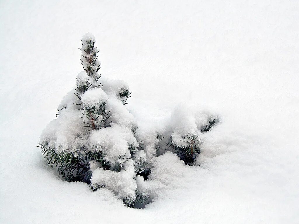 маленькой ёлочке холодно. маленькой елочке холодно ремикс. маленькой елочке холодно ремикс. маленкой ёлочка холодно зилой. маленькой ёлочке холодно зимой.